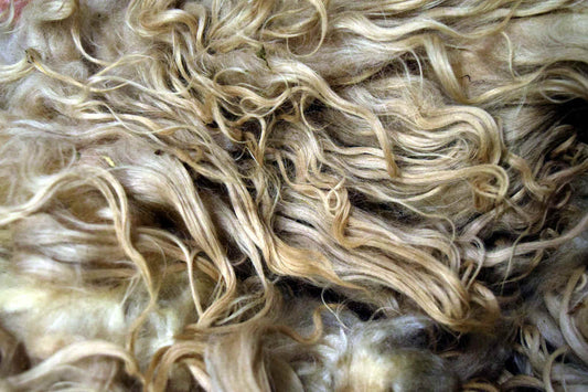 An unwashed, wheat-colored Shetland fleece