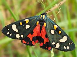 The Scarlet Tiger Moth